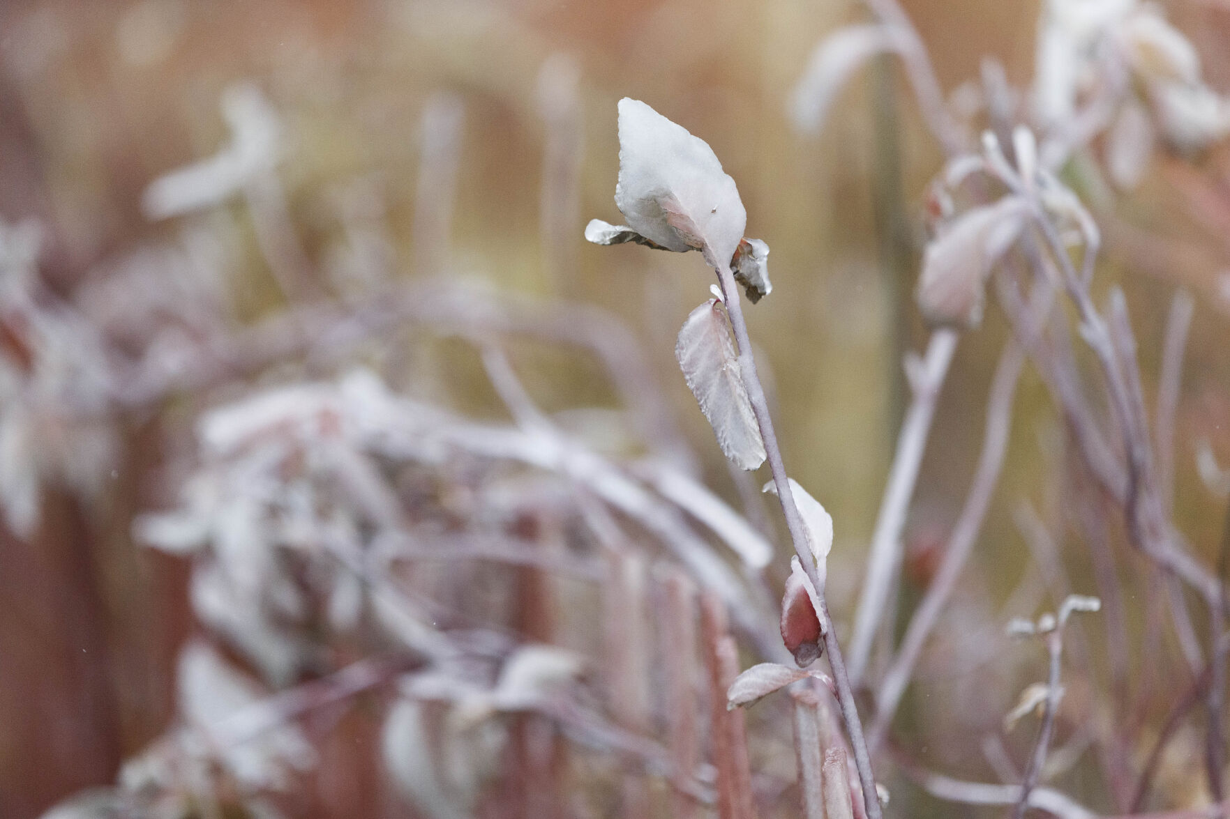 Ice in Tulsa